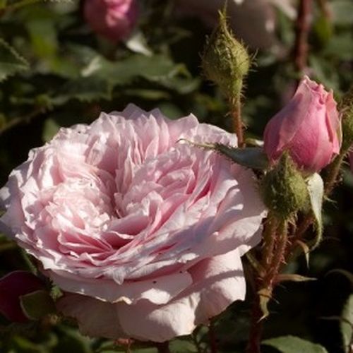 Shrub - Rózsa - Antique Rose - Online rózsa rendelés